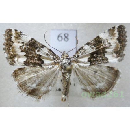 Deltote deceptoria (Scopoli, 1763) Czech68